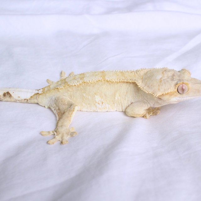 노멀 팬텀 옐로우 크림 화이트스팟