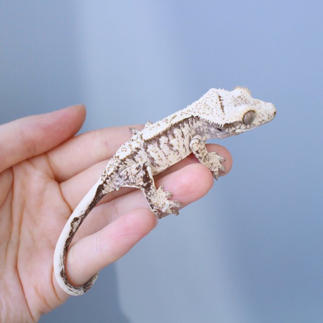 노멀 드리피 화이트스팟