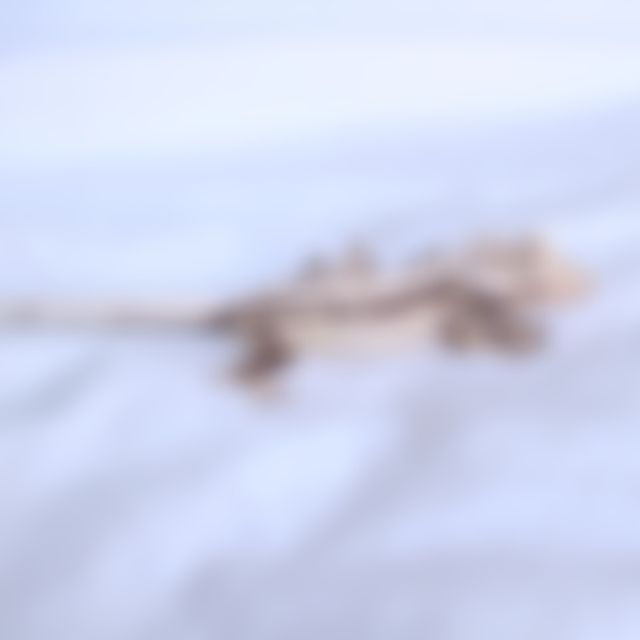 노멀