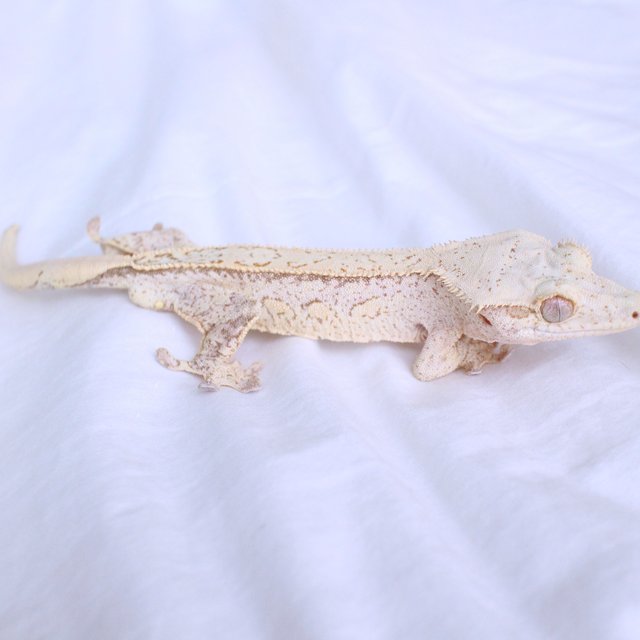 Yellow Creamsicle White Spot Normal Cream
