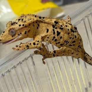 슈퍼달마시안 옐로우