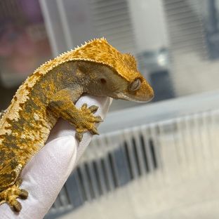 할리퀸 익스트림할리퀸 트라이