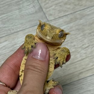 핀스트라이프 옐로우