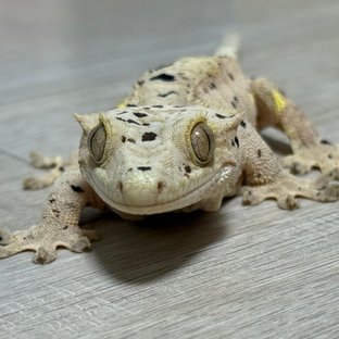 슈퍼달마시안 옐로우