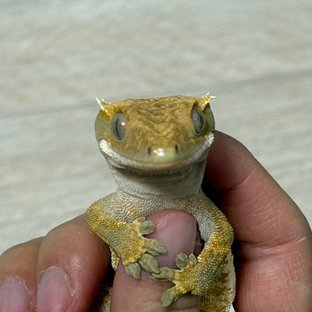 트라이 익스트림할리퀸