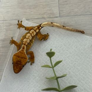 트라이 익스트림할리퀸 할리퀸