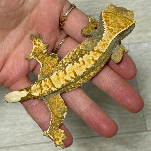 트라이 익스트림할리퀸