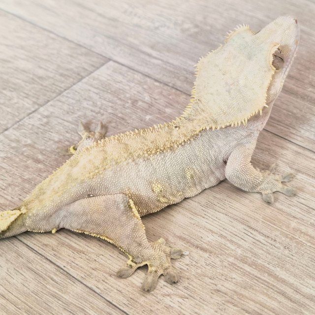 옐로우 화이트포트홀