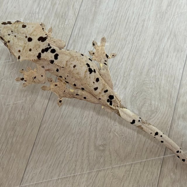 슈퍼달마시안 옐로우