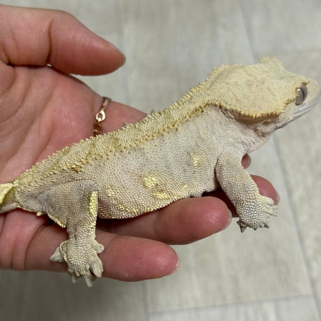 화이트포트홀 옐로우