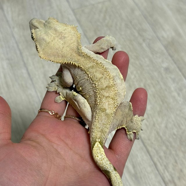 화이트포트홀 옐로우