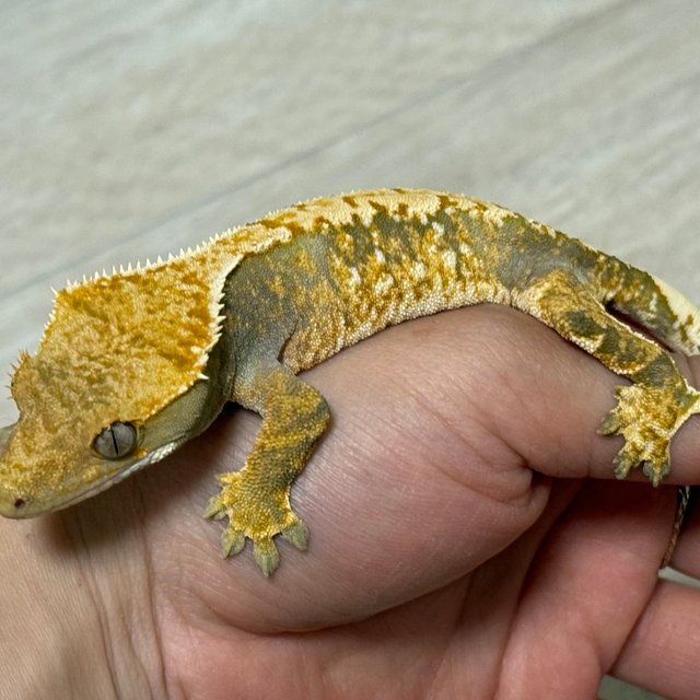 트라이 익스트림할리퀸