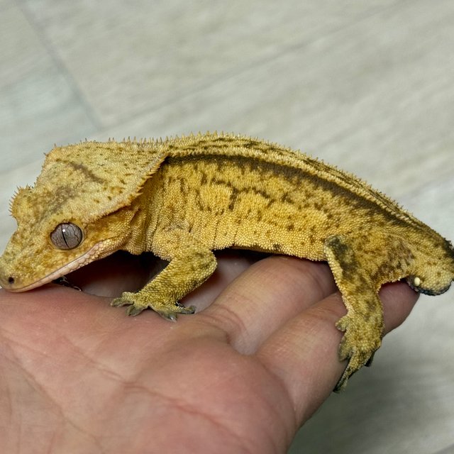 핀스트라이프 옐로우