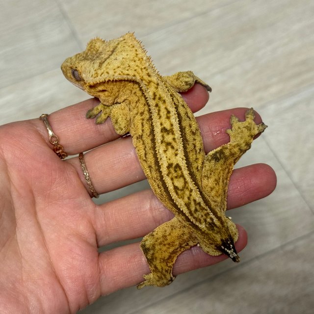 핀스트라이프 옐로우