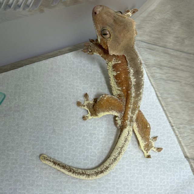 팬텀 레드 릴리화이트