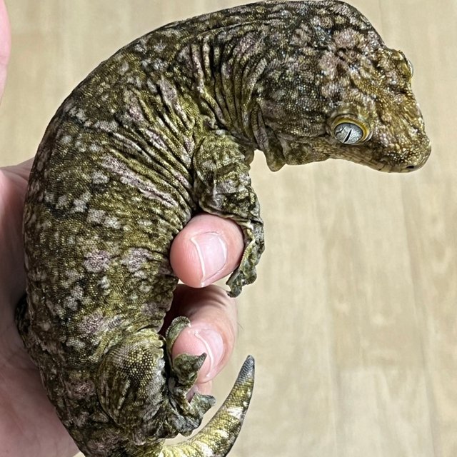 카나와 리핀리치스