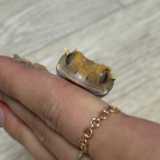 트라이 익스트림할리퀸