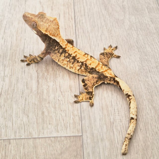 트라이 익스트림할리퀸