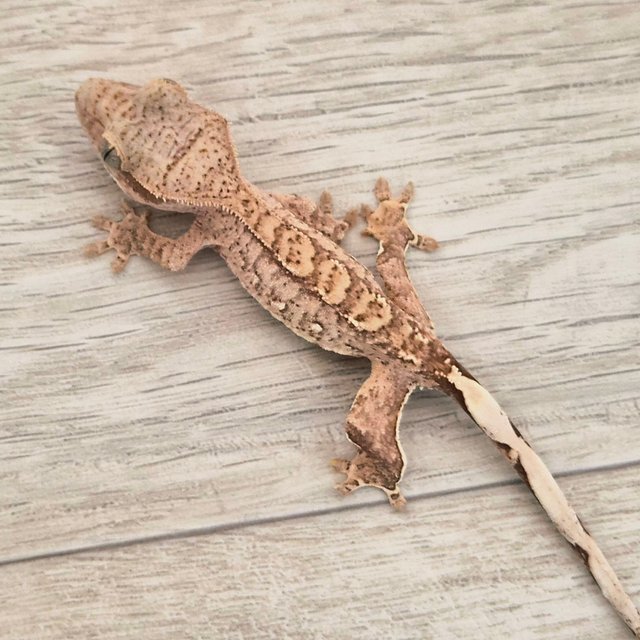 화이트포트홀 옐로우