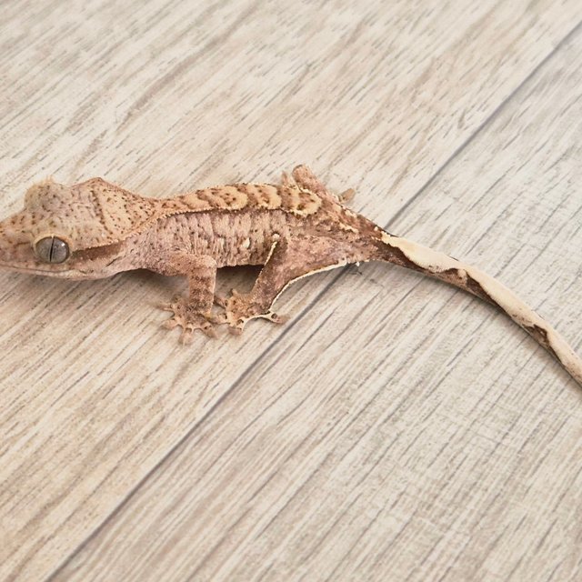 화이트포트홀 옐로우