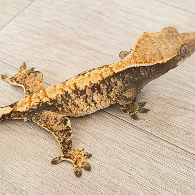 트라이 익스트림할리퀸