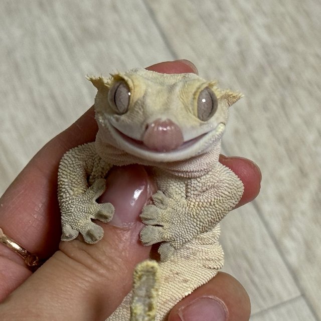 화이트포트홀 옐로우