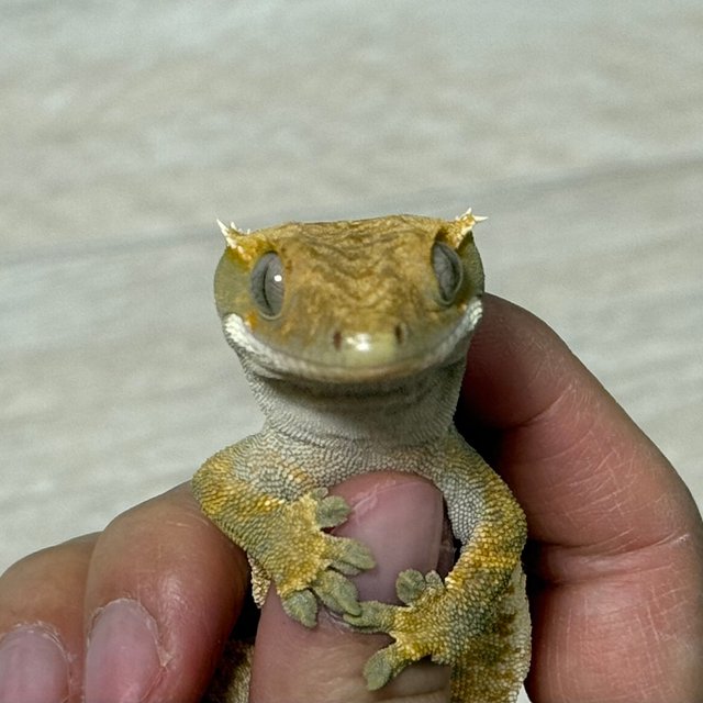 트라이 익스트림할리퀸