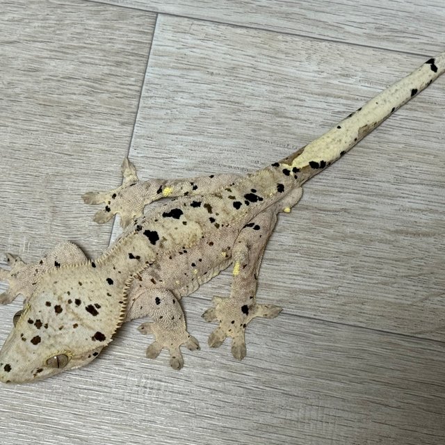 슈퍼달마시안 옐로우