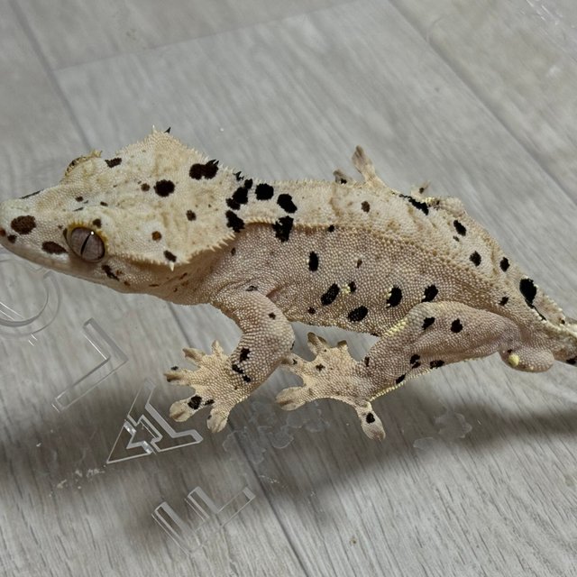 슈퍼달마시안 옐로우