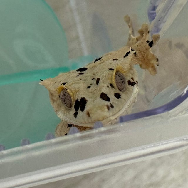 슈퍼달마시안 옐로우