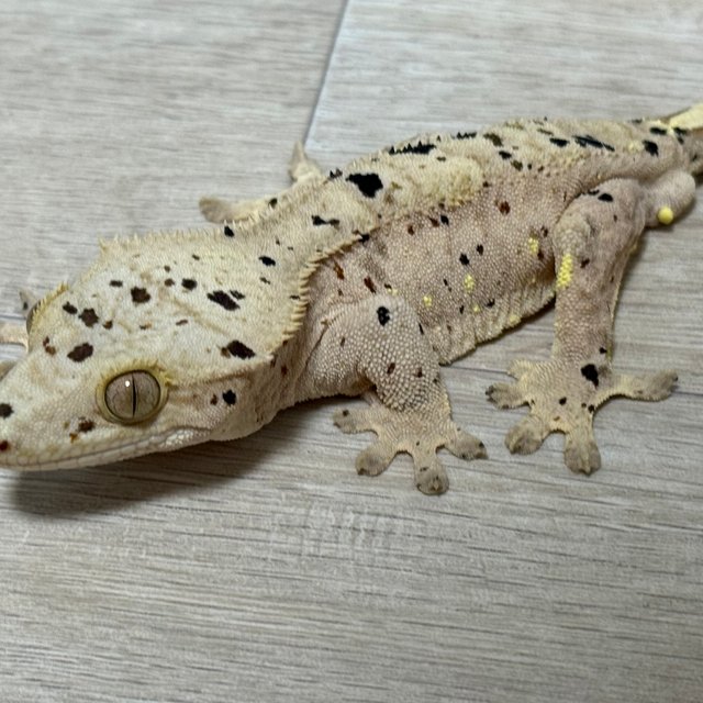 슈퍼달마시안 옐로우