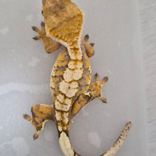 트라이 할리퀸 익스트림할리퀸