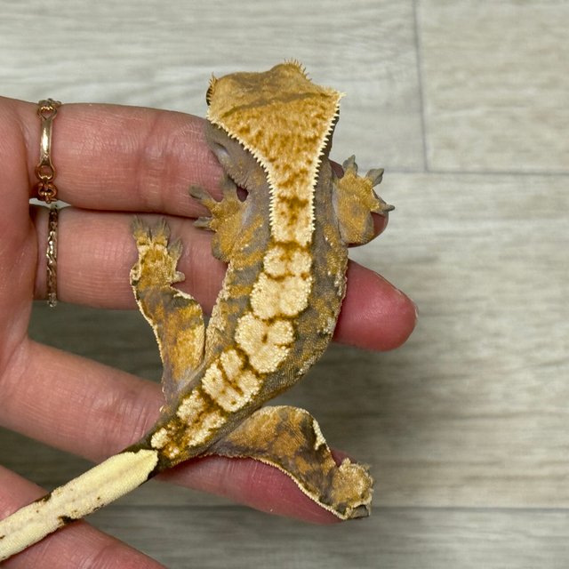 트라이 익스트림할리퀸