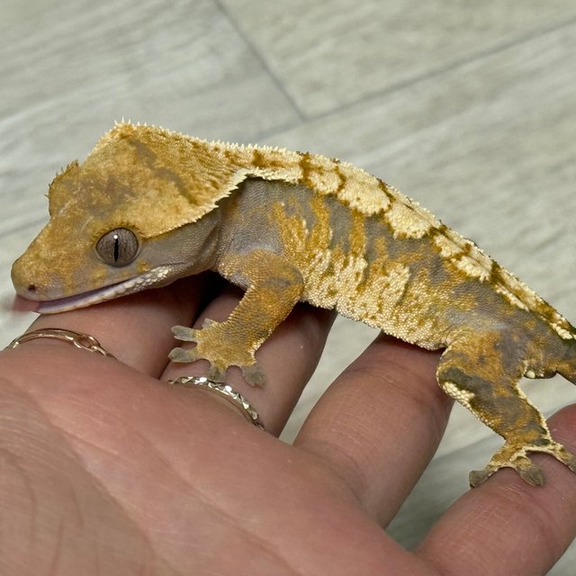 트라이 익스트림할리퀸