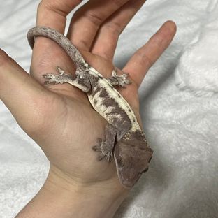루왁 릴리