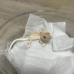 릴리화이트