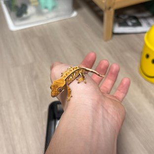 노멀 트라이 익스트림할리퀸