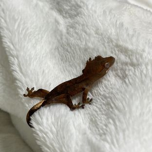 노멀 다크 블랙 챠콜 카푸치노 할로윈