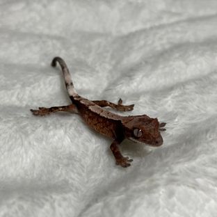 세이블