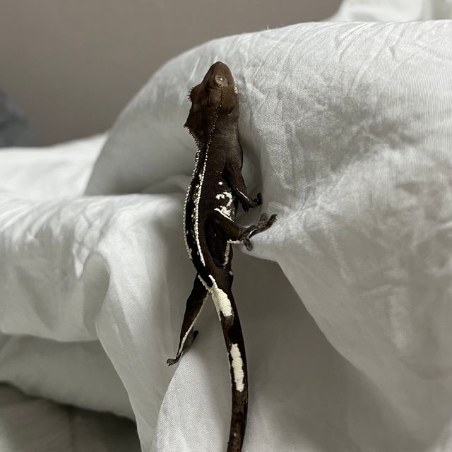 아잔틱 핀스트라이프 쿼드