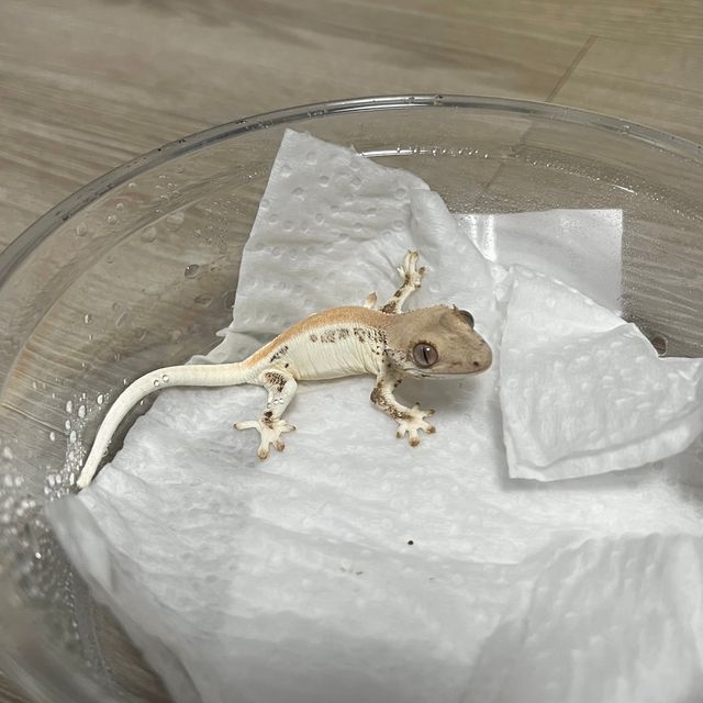 릴리화이트