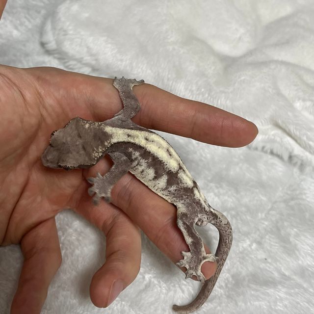 루왁 릴리