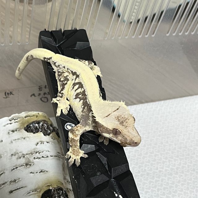 릴리100%헷아잔틱