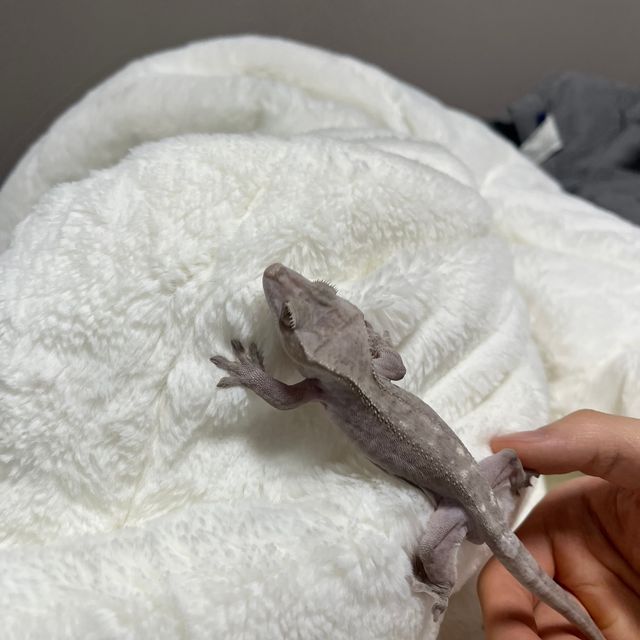 루왁