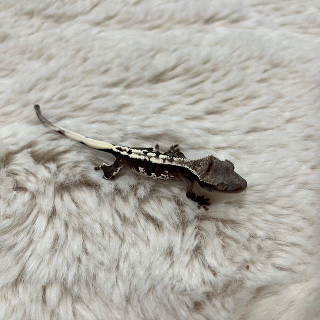 아잔틱