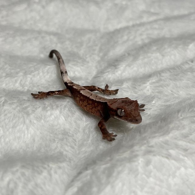 세이블 초초