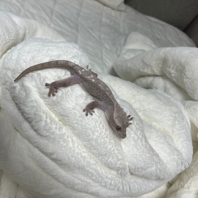 루왁