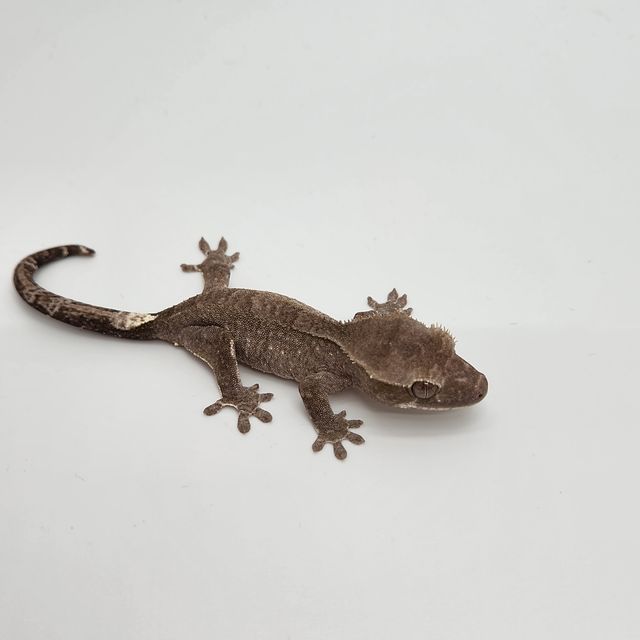 아잔틱