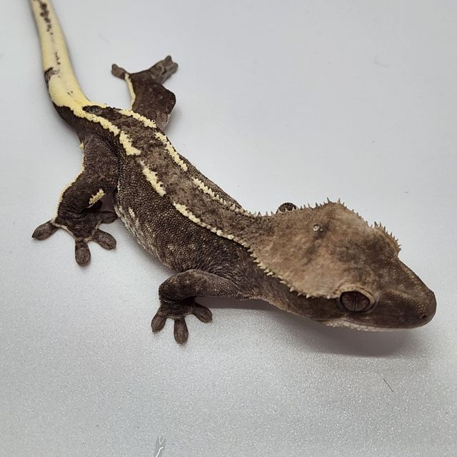 아잔틱