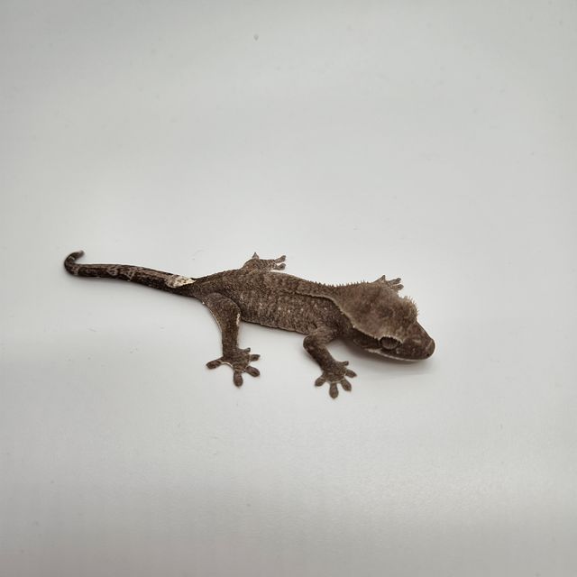 아잔틱